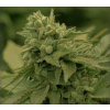 CBDICAL Vesna 9% CBD, slovenské konopné kvety, 10g
