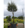 Dub korkový - Quercus suber, výška 380-450cm s kvetináčom (mohutný nádherný strom, vek cez 25 rokov)