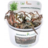 Dennerle Plants Hygrophila pinnatifida CUP - 1 ks