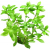 Dennerle Plants Hygrophila polysperma - 1 ks