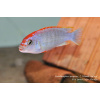 Pseudotropheus sp. red top ndumbi - 4,5-6cm