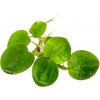 Dennerle Plants Limnobium laevigatum - 1 ks