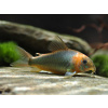 Pancierníček zelenavý - Corydoras eques