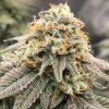 Pheno Finder Seeds - Pinkz 5 ks - Semená neobsahujú THC