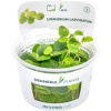 Dennerle Plants Limnobium laevigatum CUP - 1 ks