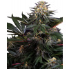 Sensi Seeds Lockdown Kush Research semena neobsahují THC 5 ks