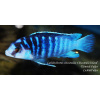 Labidochromis sp. chisumulae chizumulu - 4,5-6cm