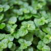 Mäta pieporná Mini Mint - Mentha piperita - semená - 20 ks