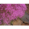 Thymus praecox 'Creeping Red' (Materina dúška nízka 'Creeping Red')