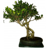 Ficus retusa - figovník - bonsai 868