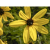 Krásnoočko trojkrídlové - Coreopsis tripteris (kontajner C2)