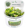 Dennerle Plants Marsilea hirsuta CUP - 1 ks
