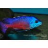 Protomelas taeniolatus Namalenje - 4,5-6cm