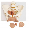 Panvová kostra, ženská s pohlavnými orgánmi, 3 časti (Anatomické modely)