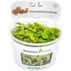 Dennerle Plants Phyllanthus fluitans CUP - 1 ks
