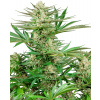 Sensi Seeds Malibu OG Gold Research semena neobsahují THC 5 ks