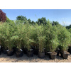 Bambus Fargesia Winter Joy 20 L 100-125 cm Krakov (Bambus Fargesia Winter Joy 20 L 100-125 cm Krakov)