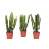 Euphorbia 