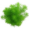 Dennerle Plants Pogostemon deccanensis - 1 ks