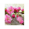 DIMEX | Vliesová fototapeta na stenu Sakura MS-3-0109 | 225 x 250 cm | ružová, zelená, béžová + Vliesová fototapeta na stenu DIMEX Sakura MS30109 v rozmere 225 x 250 cm