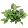 Dennerle Plants Schismatoglottis prietoi - 1 ks