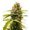Sensi Seeds Research Mandarin Punch semena neobsahuji THC 5 ks