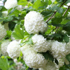 Kalina koralová „Roseum“ (Kalina koralová „Roseum“)