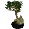 Ficus retusa - figovník - bonsai 517