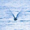 Ryo Fukui, FUKUI, RYO - MELLOW DREAM -DIGI- CD, CD