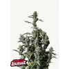 Gorilla Zkittlez Auto - Fast Buds Balenie: 3ks