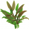 Dennerle Plants Cryptocoryne lutea - 1 ks