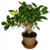 Ficus retusa - figovník - bonsai 298