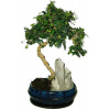 Izbová bonsaj Carmona microphylla - čaj fuki 518