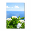 Fotografie na sklenení vertikálne Hydrangea more 70x100 (Fotografový obrázok akrylové sklo Hydrangea more 70x100cm)