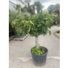 Ficus carica figovník 35/40