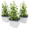 Gusta Garden GG-124F11
