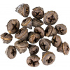 Dekorácie - Eucalyptus Pod - 20 ks