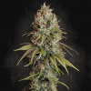 Paradise Seeds - Highway 66 3 ks - Semená neobsahujú THC
