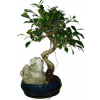 Ficus retusa - figovník - bonsai 520