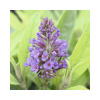 Budleja Dávidova, letný orgován FloraSelf Buddleja davidii POQUITO® Holly výška cca 40 cm kvetináč 4,5 l