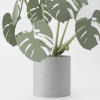Monstera Magnetica – 3D Tlačená Dekorácia & Podložky pod Poháre Farba listov: zelená, Vyber typ kvetináča: Classic, Vyber farbu kvetináča: šedá