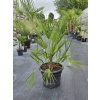 Chamaerops humilis v celkovej výške 107 cm