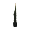 Cyprus vždyzelený FloraSelf Cupressus sempervirens 'Totem' 150 – 170 cm kvetináč 18 l