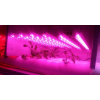 HIBRIGHT LED GROW trubica pre rast rastlín, 5W, 30 cm, červeno-modrá