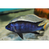 Pseudotropheus sp. acei Itungi - 3,5-4,5cm
