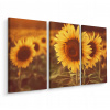 Slnečnica pole image 3D Triptych Retro 120x80 (Slnečnica pole image 3D Triptych Retro 120x80)