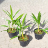 MRAZU ODOLNÁ PALM TRACHYCARPUS FORTUNEI V hrnci, BALENIE 5 ks. (MRAZU ODOLNÁ PALM TRACHYCARPUS FORTUNEI V hrnci, BALENIE 5 ks.)