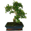 Zelkova 522 - izbové bonsaje