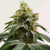 Kera Seeds - Amsterdam Cheese (Crazy Mouse) 3 ks - Semienka neobsahujú THC