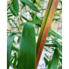 Bamboo Phyllostachys Spectabilis 18l 250-350cm KRK (Bamboo Phyllostachys Spectabilis 18l 250-350cm KRK)